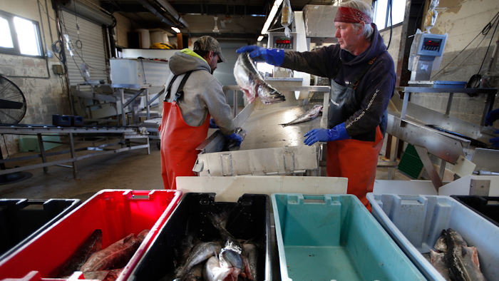 This March 25, 2020 photo shows a small load of pollack being sorted as it comes off a boat at the Portland Fish Exchange in Portland, Maine.