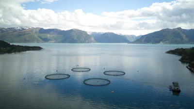 The new partnership between Atea, IBM, and Sjømatbedriftene will bring several seafood producers together to begin using blockchain.