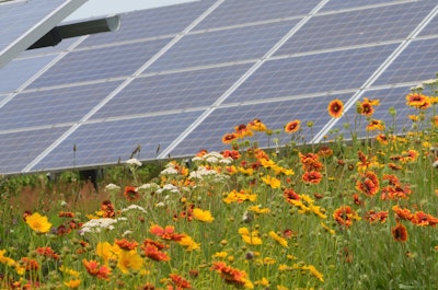 Pollinator-friendly ground cover at a Perdue Farms' solar installation in Salisbury, Maryland.