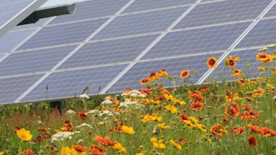 Pollinator-friendly ground cover at a Perdue Farms' solar installation in Salisbury, Maryland.