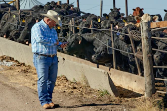 Mike Drinnin checks his cellphone at a feedlot in Columbus, NE on Wednesday, June 10. Drinnin, who owns feedlots in Nebraska, said everyone involved in raising and feeding cattle felt the squeeze this spring when beef and pork processing plants were operating at roughly 60 percent of capacity, amid the coronavirus pandemic.