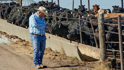 Mike Drinnin checks his cellphone at a feedlot in Columbus, NE on Wednesday, June 10. Drinnin, who owns feedlots in Nebraska, said everyone involved in raising and feeding cattle felt the squeeze this spring when beef and pork processing plants were operating at roughly 60 percent of capacity, amid the coronavirus pandemic.