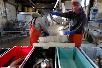 This March 25, 2020 photo shows a small load of pollack being sorted as it comes off a boat at the Portland Fish Exchange in Portland, Maine.