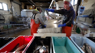 This March 25, 2020 photo shows a small load of pollack being sorted as it comes off a boat at the Portland Fish Exchange in Portland, Maine.