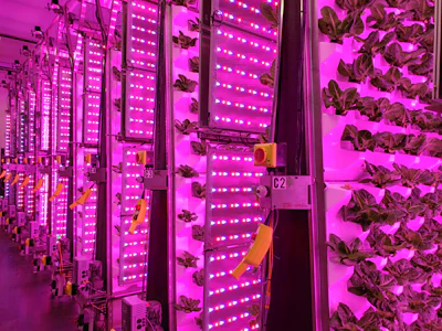 The “Air Grown” vertical system at Living Greens Farm reduces the need for land, energy, water, and space. The company grows leafy greens such as Romaine, Butter Lettuce, mixed greens, and basil.