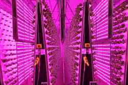 The “Air Grown” vertical system at Living Greens Farm reduces the need for land, energy, water, and space. The company grows leafy greens such as Romaine, Butter Lettuce, mixed greens, and basil.