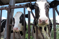 Cows on pasture at the University of Vermont dairy farm eat hay in a July 23 photo in Burlington, VT. The dairy industry has a familiar question for you: “Got milk?” Six years after the popular tagline was retired, “Got milk?” ads are back. The dairy industry is reviving the campaign hoping to prolong the U.S. sales boost milk has gotten during the pandemic.