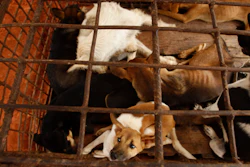 Dogs lay in a cage in a slaughterhouse as they wait for the FOUR PAWS International, rescue them at Chi Meakh village in Kampong Thom province north of Phnom Penh, Cambodia on Wednesday, Aug. 5. Animal rights activists in Cambodia have gained a small victory in their effort to end the trade in dog meat, convincing a canine slaughterhouse in one village to abandon the business.