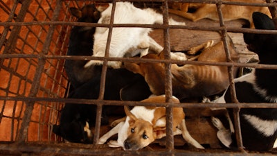 Dogs lay in a cage in a slaughterhouse as they wait for the FOUR PAWS International, rescue them at Chi Meakh village in Kampong Thom province north of Phnom Penh, Cambodia on Wednesday, Aug. 5. Animal rights activists in Cambodia have gained a small victory in their effort to end the trade in dog meat, convincing a canine slaughterhouse in one village to abandon the business.