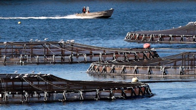 In this October 2008 file photo, a salmon farmer makes his rounds near floating pens containing thousands of Atlantic salmon in Eastport, ME.