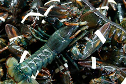 In this March 13 file photo, lobsters await shipping at a wholesale distributer in Arundel, ME.