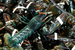 In this March 13, 2020 file photo, lobsters await shipping at a wholesale distributer in Arundel, Maine.