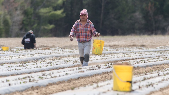 In this May 6, 2020, file photo, a temporary worker from Mexico plants strawberries on a farm in Mirabel, Quebec as the COVID-19 pandemic continues in Canada and around the world.