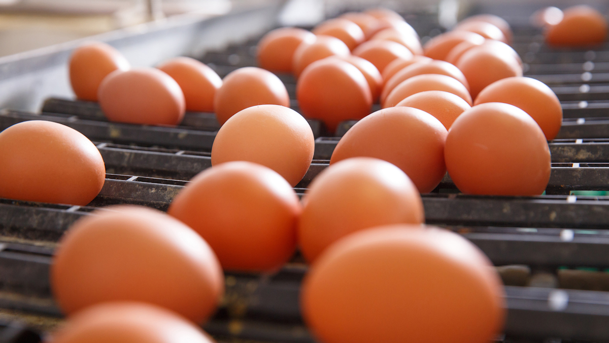 usda-modernizing-egg-products-inspection-for-1st-time-since-1970-food