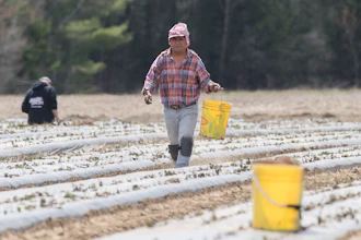In this May 6, 2020, file photo, a temporary worker from Mexico plants strawberries on a farm in Mirabel, Quebec as the COVID-19 pandemic continues in Canada and around the world.
