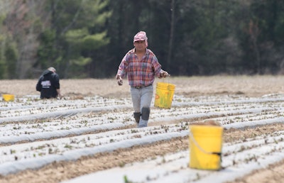In this May 6, 2020, file photo, a temporary worker from Mexico plants strawberries on a farm in Mirabel, Quebec as the COVID-19 pandemic continues in Canada and around the world.