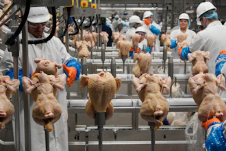 In this Dec. 12, 2019 file photo, workers process chickens at the Lincoln Premium Poultry plant, Costco Wholesale's dedicated poultry supplier, in Fremont, NE.