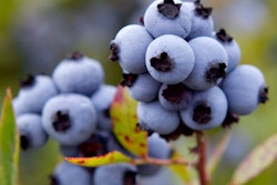 In this July 27, 2012 file photo, wild blueberries await harvesting in Warren, Maine.