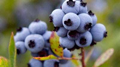 In this July 27, 2012 file photo, wild blueberries await harvesting in Warren, Maine.