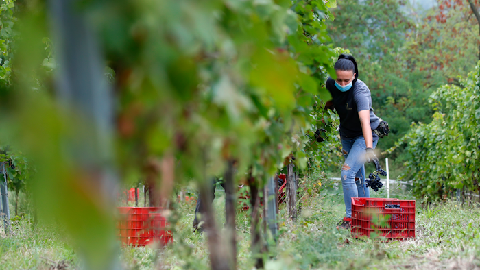 Alexandra Ichim, a 20-year-old Romanian, works during a grape harvest in Rocca de Giorgi, Italy on Sept. 10.