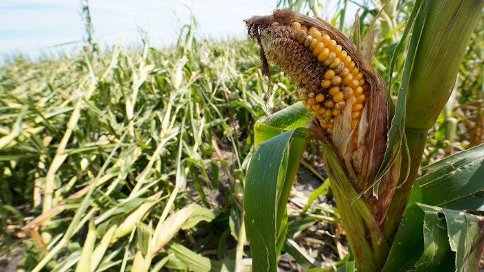 In this Aug. 20, 2020 photo, a cornfield damaged in the derecho earlier this month is seen on the Rod Pierce farm near Woodward, IA.