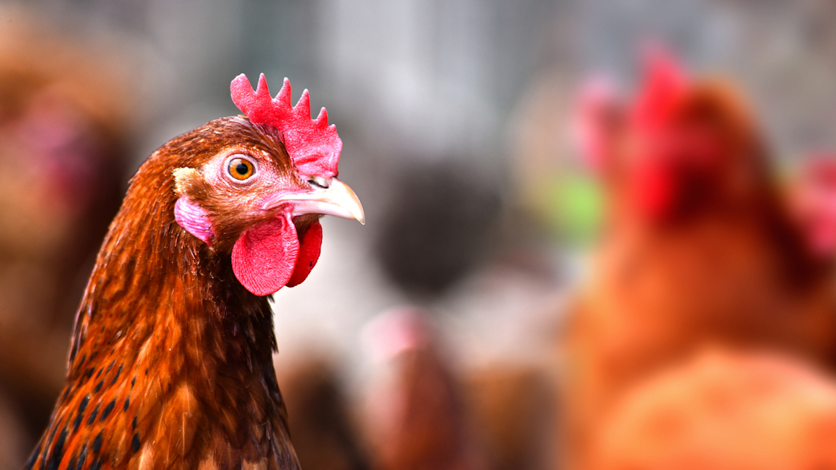 Dutch Farmers Ordered to Keep Poultry Indoors Over Bird ...