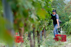 Alexandra Ichim, a 20-year-old Romanian, works during a grape harvest in Rocca de Giorgi, Italy on Sept. 10.