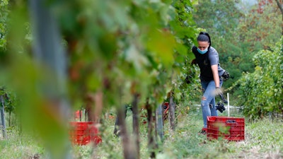 Alexandra Ichim, a 20-year-old Romanian, works during a grape harvest in Rocca de Giorgi, Italy on Sept. 10.
