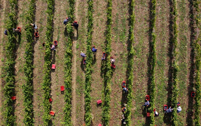 People work during the grape harvest in Rocca de Giorgi, Italy on Sept. 10.