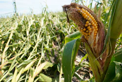 In this Aug. 20, 2020 photo, a cornfield damaged in the derecho earlier this month is seen on the Rod Pierce farm near Woodward, IA.