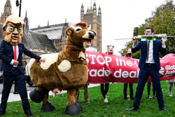 A man imitates the injection of hormones into a man in a cow costume in Parliament Square, as part of a day of action against the US trade deal, in London on Saturday, Oct. 24.
