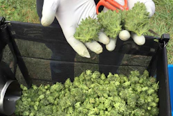 A marijuana harvester examines buds going through a trimming machine near Corvallis, Ore., Sept. 30, 2016.