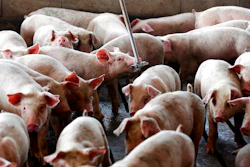 Young hogs owned by Smithfield Foods gather around a water source at a farm in Farmville, N.C.