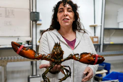 In this Nov. 18 photo, Stephanie Nadeau, owner of The Lobster Company, holds a lobster at her shipping facility in Arundel, Maine.