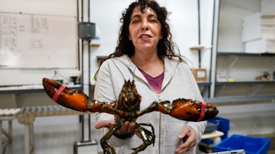In this Nov. 18 photo, Stephanie Nadeau, owner of The Lobster Company, holds a lobster at her shipping facility in Arundel, Maine.