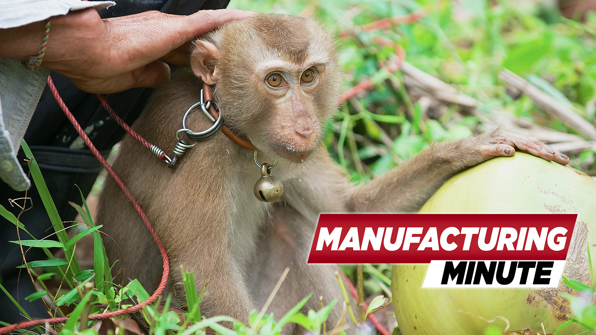 Costco Drops Coconut Milk Brand After Alleged Monkey Labor Food Manufacturing