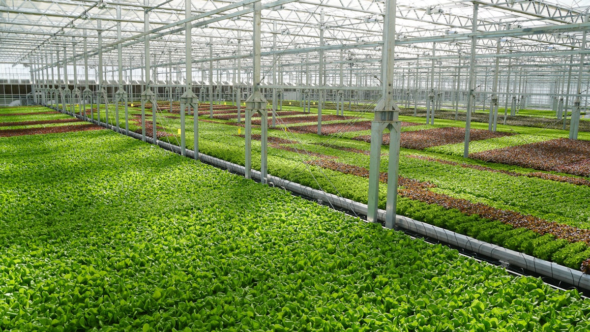 A look inside Gotham Greens's new high-tech indoor farming