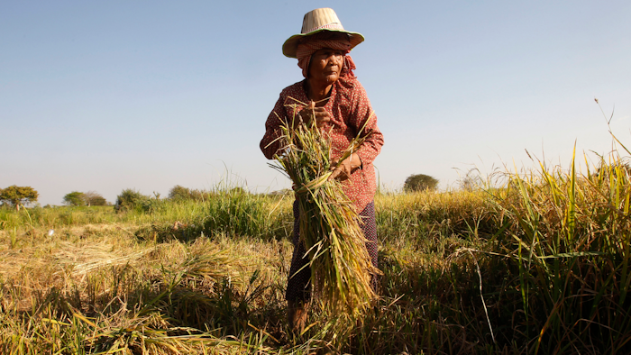 In this Feb. 11, 2019 photo, a woman cuts rice in the village of Samroang Kandal on the north side of Phnom Penh, Cambodia.