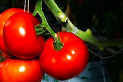 Tomatoes at AppHarvest's facility in Morehead, Ky., Jan. 14, 2021.