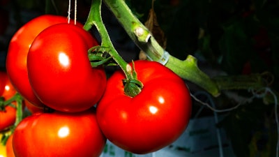 Tomatoes at AppHarvest's facility in Morehead, Ky., Jan. 14, 2021.