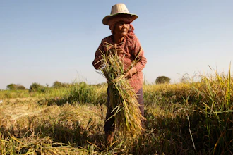 In this Feb. 11, 2019 photo, a woman cuts rice in the village of Samroang Kandal on the north side of Phnom Penh, Cambodia.