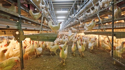 In this March 17, 2015 file photo, ground kept chicken are pictured at a farmer in Breckerfeld, Germany.