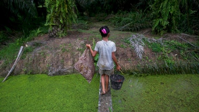A child carries palm kernels collected from the ground across a creek at a palm oil plantation in Sumatra, Indonesia, Monday, Nov. 13, 2017. Child labor has long been a dark stain on the $65 billion global palm oil industry. Though often denied or minimized as kids simply helping their families on weekends or after school, it has been identified as a problem by human rights groups, the United Nations and the U.S. government.