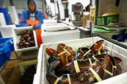 In this Sept. 11, 2018 file photo, lobsters are packed at a shipping facility in Arundel, ME.
