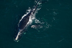 This photo provided by the Florida Fish and Wildlife Conservation Commission shows a baby whale that is been injured near St. Augustine, FL on Feb. 13. The plight of endangered right whales took another sad turn Saturday, when a baby whale, possibly two months old, washed ashore on a Florida beach with telltale signs of being struck by a boat.