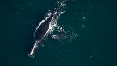 This photo provided by the Florida Fish and Wildlife Conservation Commission shows a baby whale that is been injured near St. Augustine, FL on Feb. 13. The plight of endangered right whales took another sad turn Saturday, when a baby whale, possibly two months old, washed ashore on a Florida beach with telltale signs of being struck by a boat.