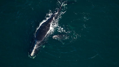 This photo provided by the Florida Fish and Wildlife Conservation Commission shows a baby whale that is been injured near St. Augustine, FL on Feb. 13. The plight of endangered right whales took another sad turn Saturday, when a baby whale, possibly two months old, washed ashore on a Florida beach with telltale signs of being struck by a boat.