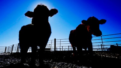 Cows stand in a pen at the Vaughn Farms cattle operation on March 2 near Maxwell, Iowa.