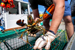 In this May 29, 2020 photo, Eric Pray unpacks a lobster on a wharf in Portland, Maine.