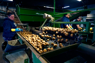In a March 11 photo, potatoes are examined along a conveyor belt before being loaded into a tractor trailer at the Sackett Potato farm in Mecosta, Mich.